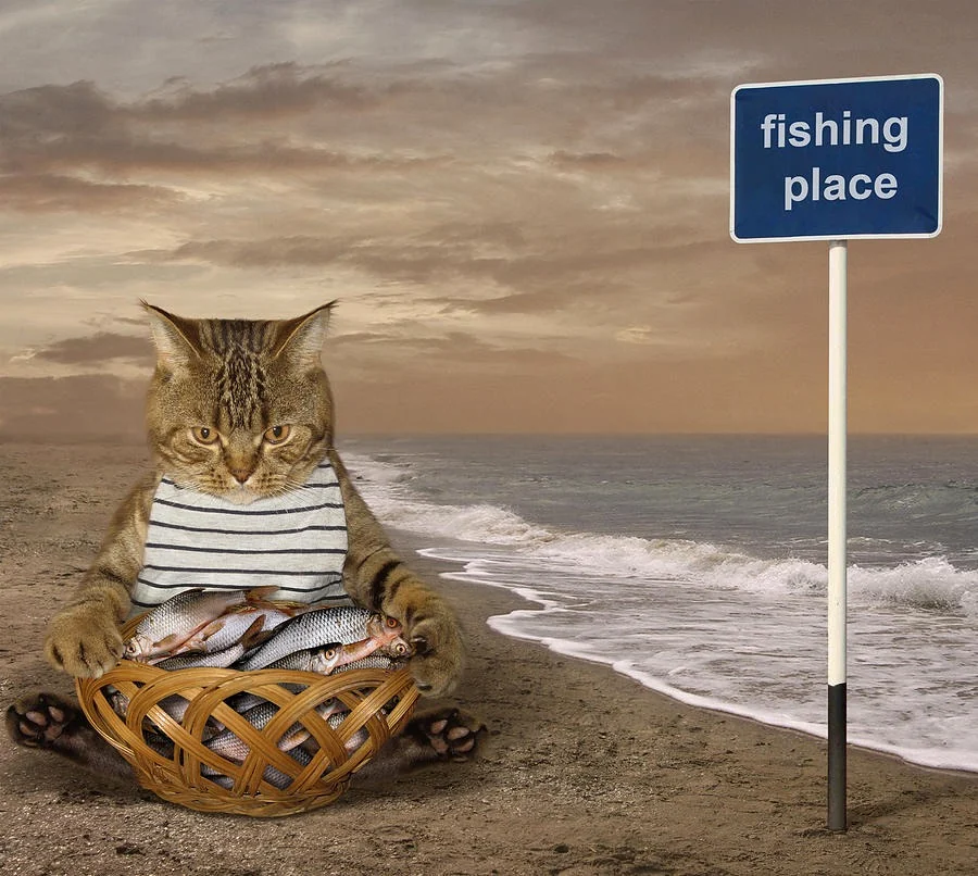Stock Cat fishing