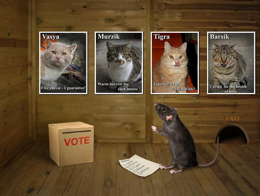Stock Cat archive