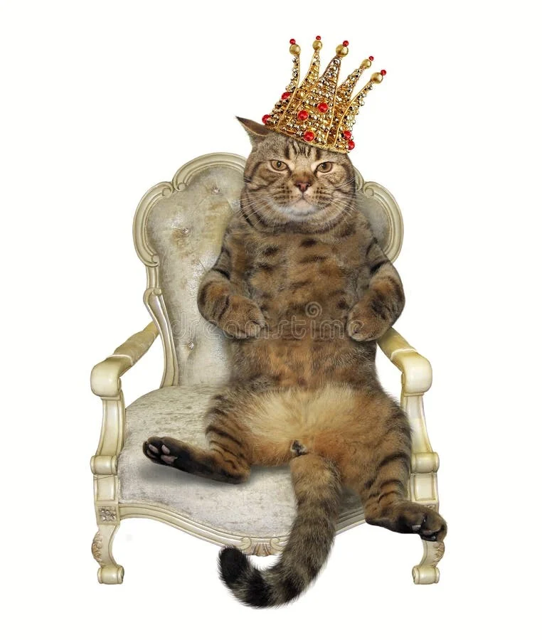 Crowned Stock Cat